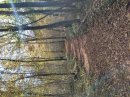Bois de Beau Fays
